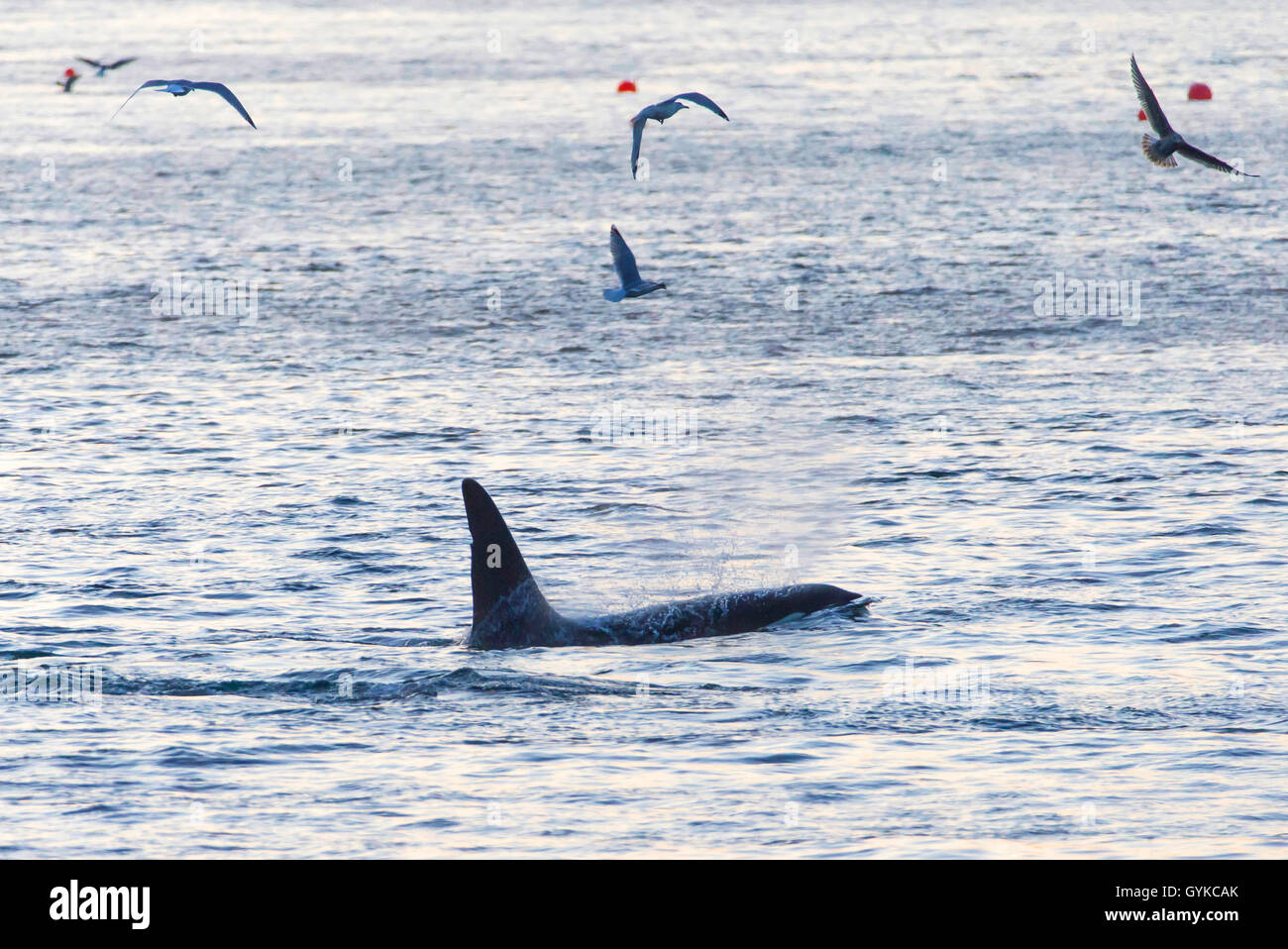 Orca, großer Schwertwal, grampus (Orcinus orca), Orca und Möwen, Norwegen, Troms, Kvaloeya, Sommaroey Stockfoto