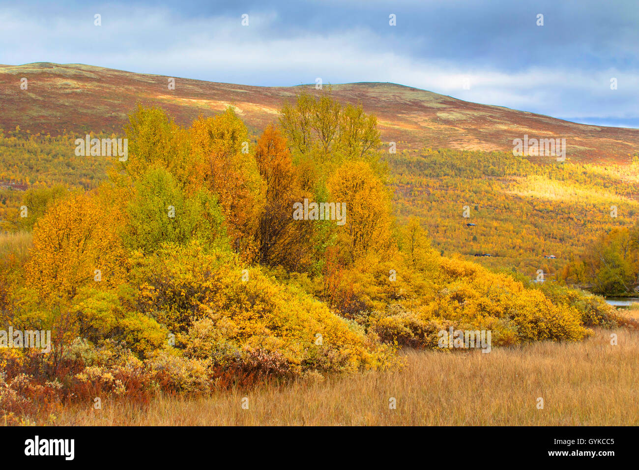 Herbst auf das Dovrefjell, Norwegen, Oppland, Dovrefjell Nationalpark Sunndalsfjella Stockfoto Herbst auf das Dovrefjell, Norwegen, Oppland, Dovrefjell Nationalpark Sunndalsfjella Stockfoto