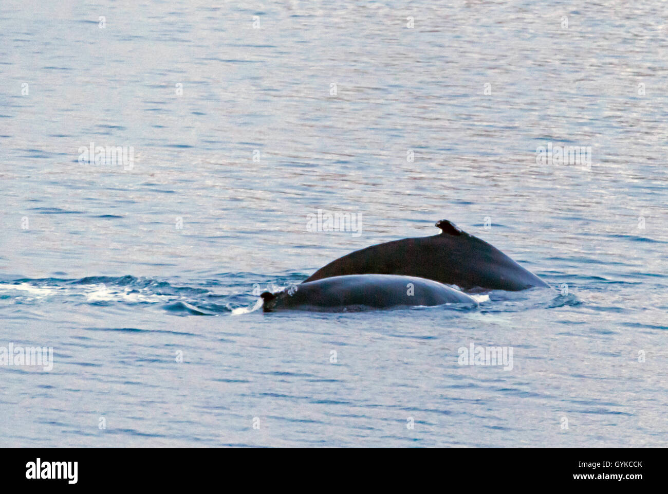 Buckelwale (Megaptera novaeangliae), Buckelwale in Kattfjorden, Norwegen, Troms, Kvaloeya, Kattfjorden Stockfoto