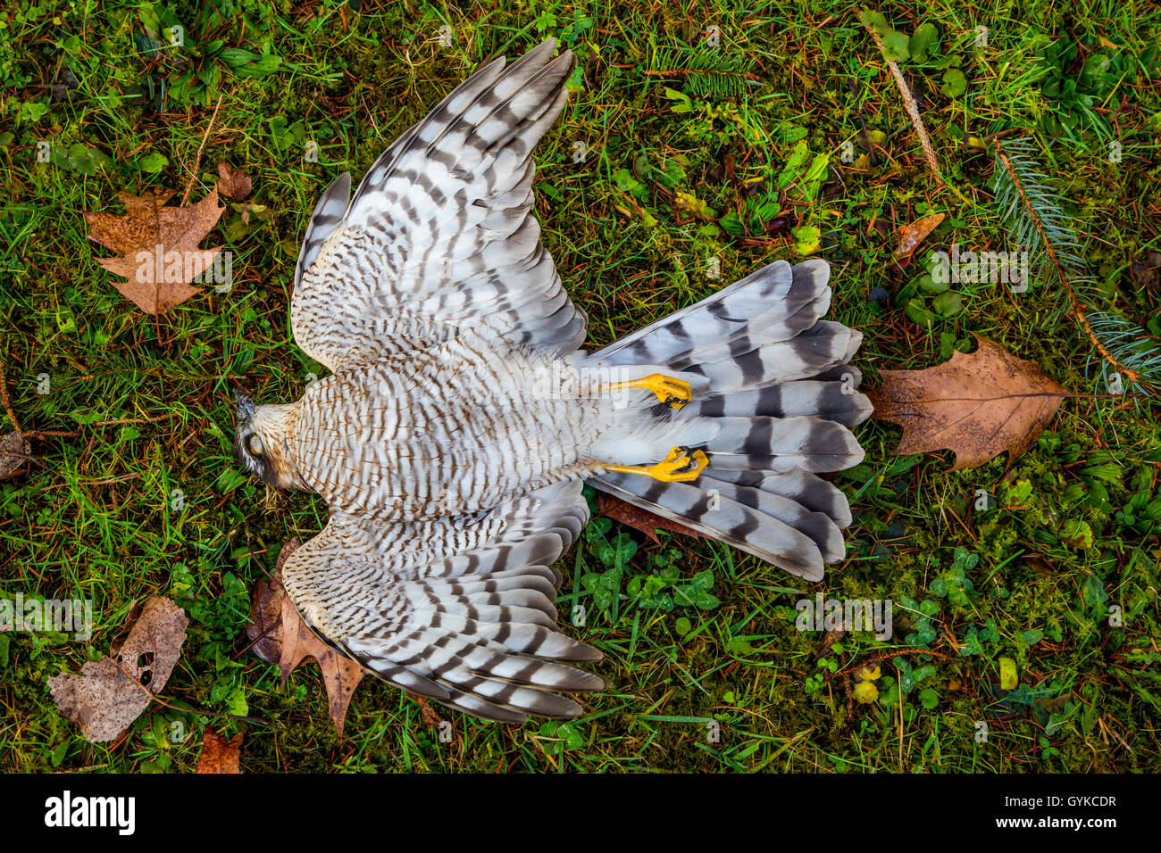 Northern Sperber (Accipiter nisus), Weibliche, Tod durch Vogel schlug, Deutschland, Bayern Stockfoto