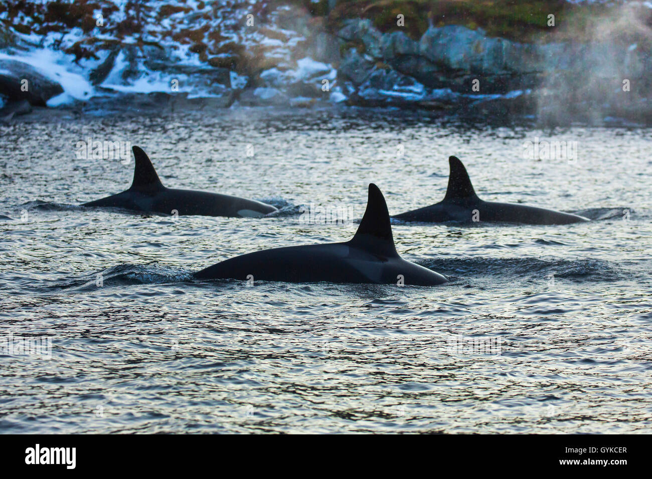 Orca, großer Schwertwal, grampus (Orcinus orca), Weibliche jagen Heringe, Norwegen, Fylke Troms, Senja Stockfoto
