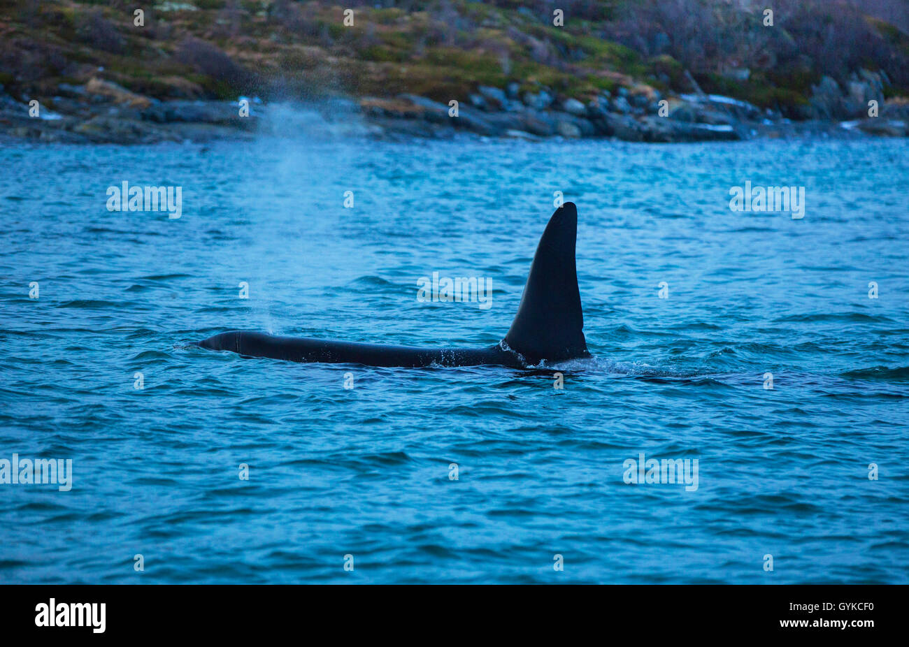 Orca, großer Schwertwal, grampus (Orcinus orca), männliche Jagd Heringe, Norwegen, Fylke Troms, Senja Stockfoto