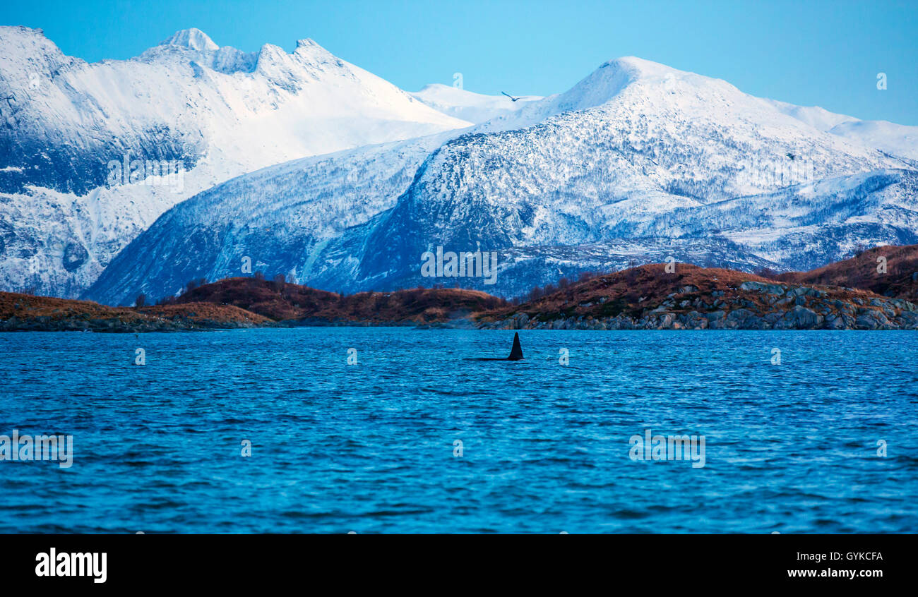 Orca, großer Schwertwal, grampus (Orcinus orca), männlich in einem Fjord, Atmung, Norwegen, Fylke Troms, Senja Stockfoto
