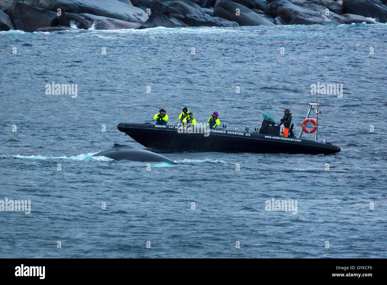 Buckelwale (Megaptera novaeangliae), Wal Boot Safari in der Nähe eintauchen Buckelwal, Norwegen, Fylke Troms, Senja Mefjord Stockfoto