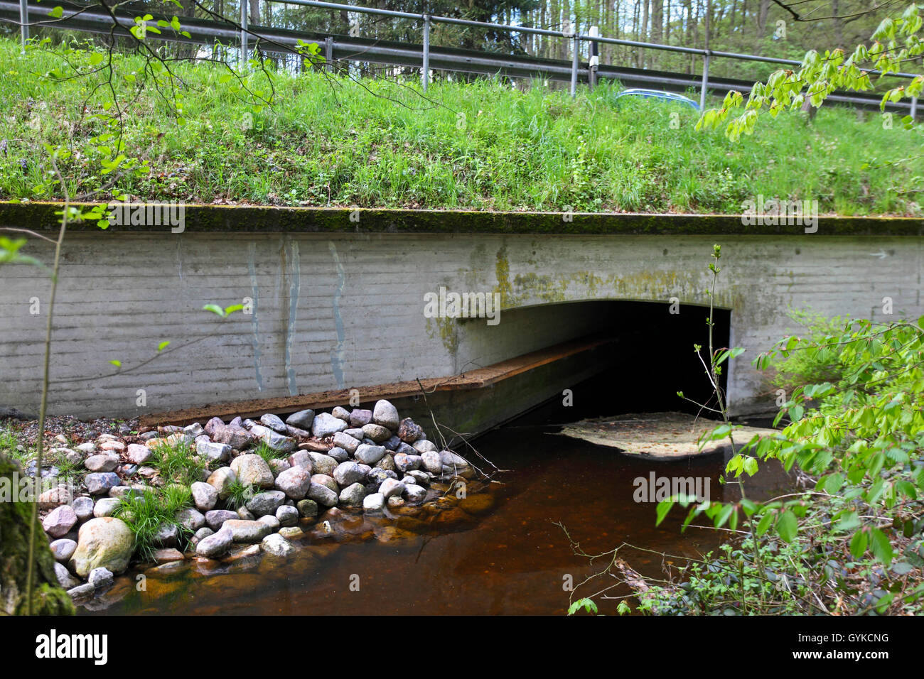 Europäische river Otter, Fischotter, Eurasische Fischotter (Lutra lutra), Natur schutz Messen für eine Straße überqueren, Deutschland Stockfoto