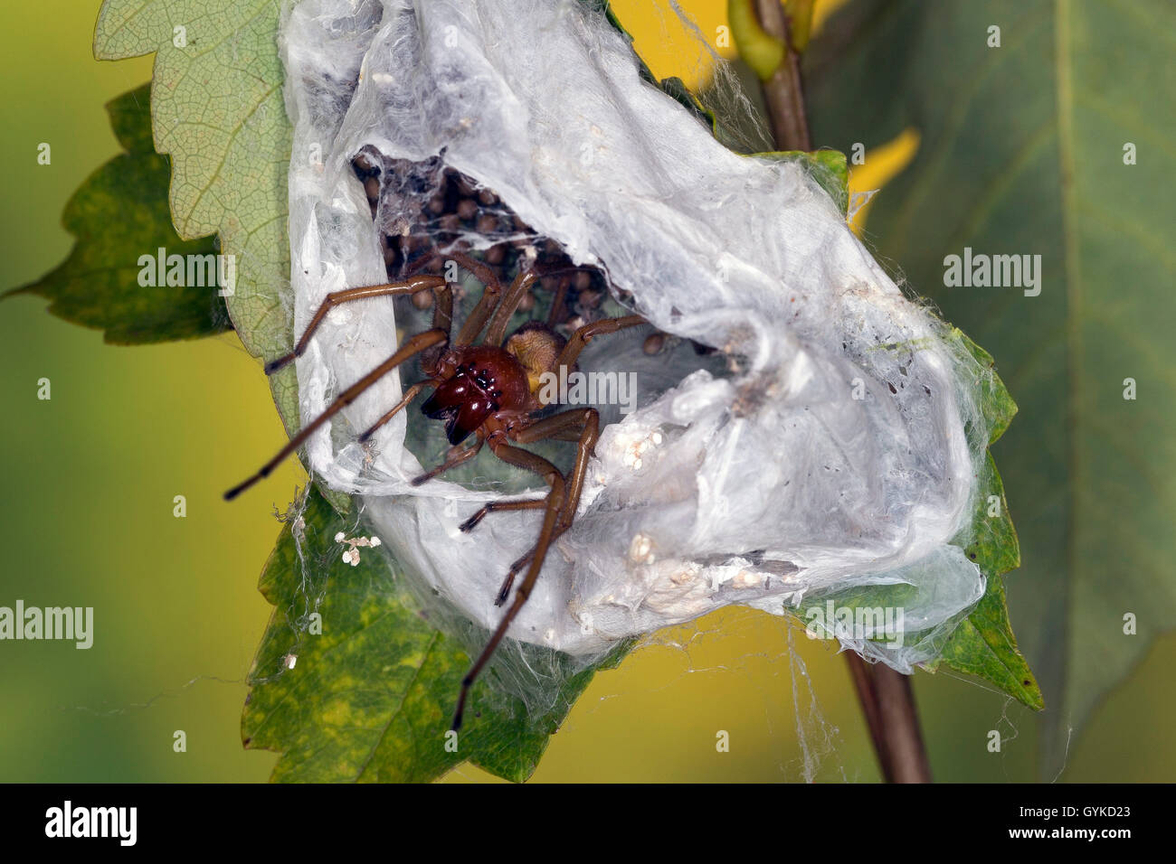 Europäische sac Spider (Cheiracanthium punctorium), an seinem Kokon mit Spiderlings, Deutschland Stockfoto