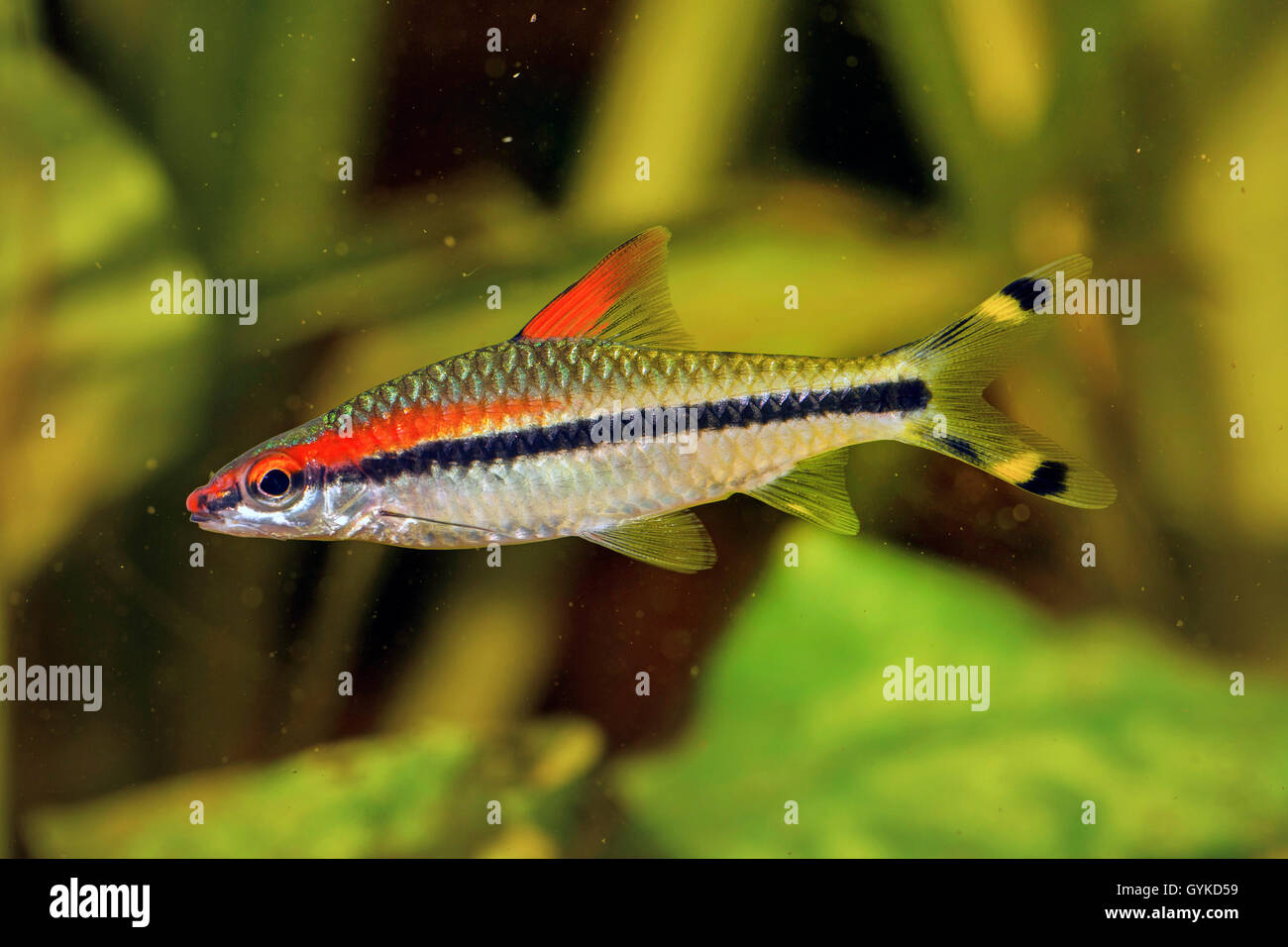 Rot gefüttert Torpedo Widerhaken (Pontius Denisonii), Schwimmen Stockfoto