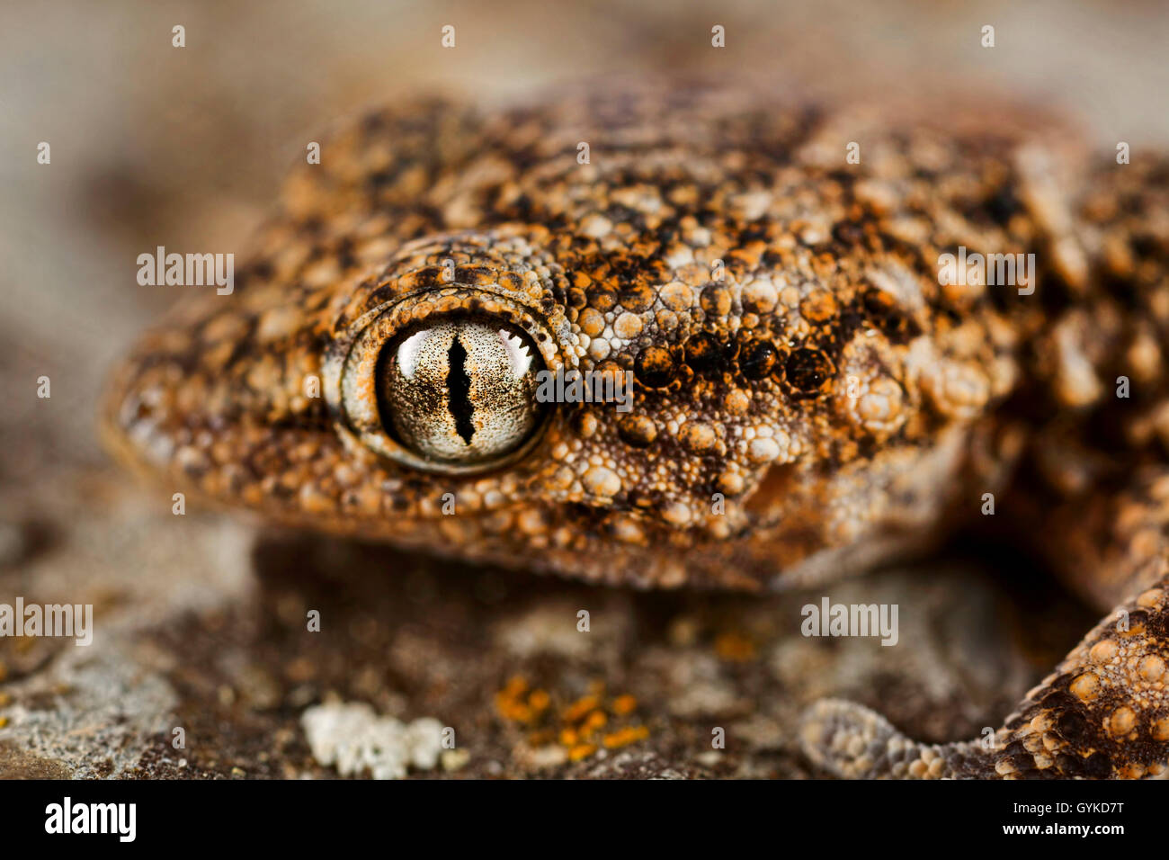 Geckos (Gekkonidae), Kopf Eines Geckos | Geckos (Gekkonidae), Leiter der Gecko | BLWS418797.jpg [(C) Blickwinkel/F. Fuchs Tel. + 49 Stockfoto
