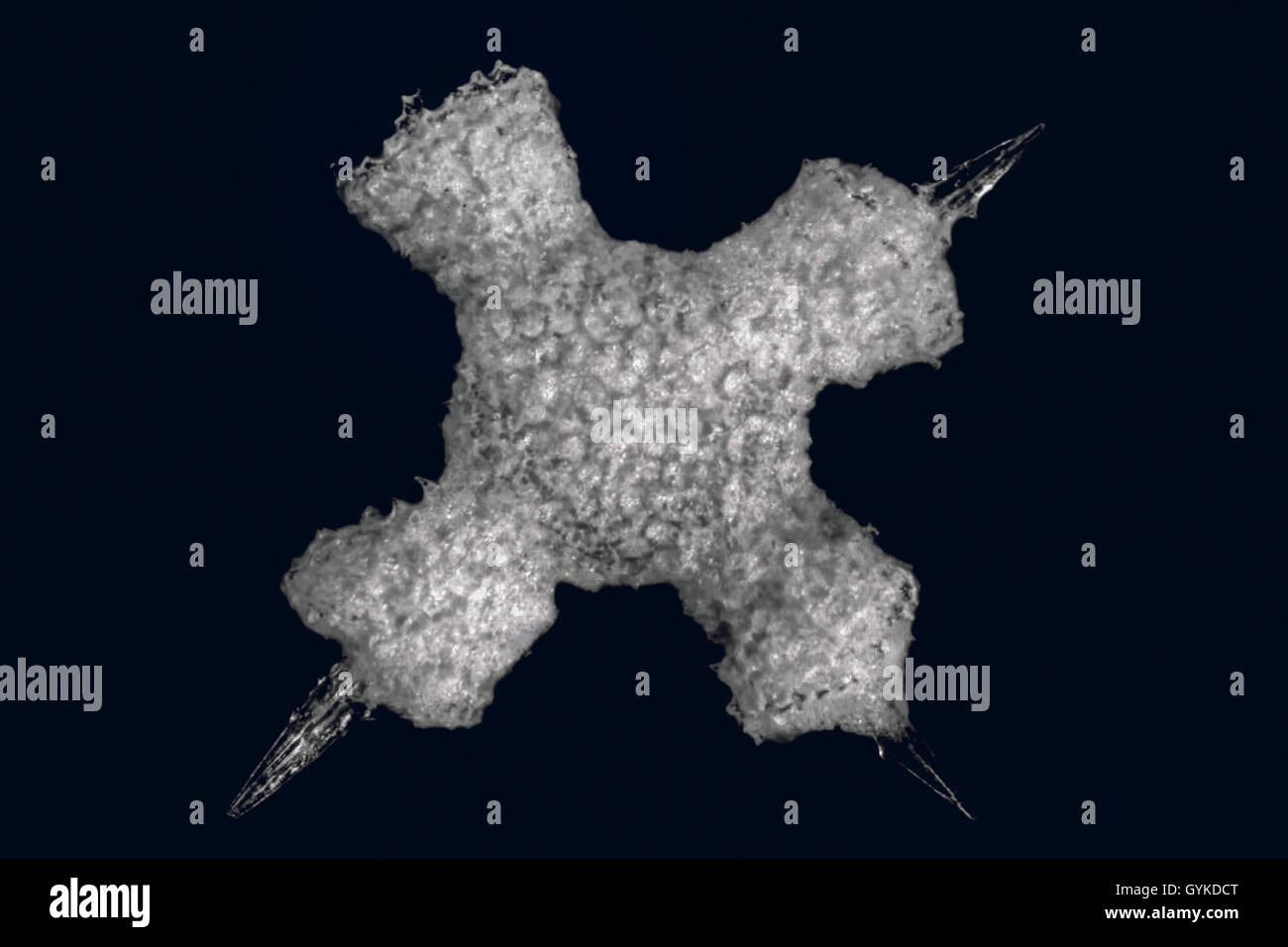 Radiolarien, Strahlentierchen (Radiolaria), Fossilien Strahlentierchen von Barbados Im Dunkelfeld | Radiolarien (Strahlentierchen), fo Stockfoto