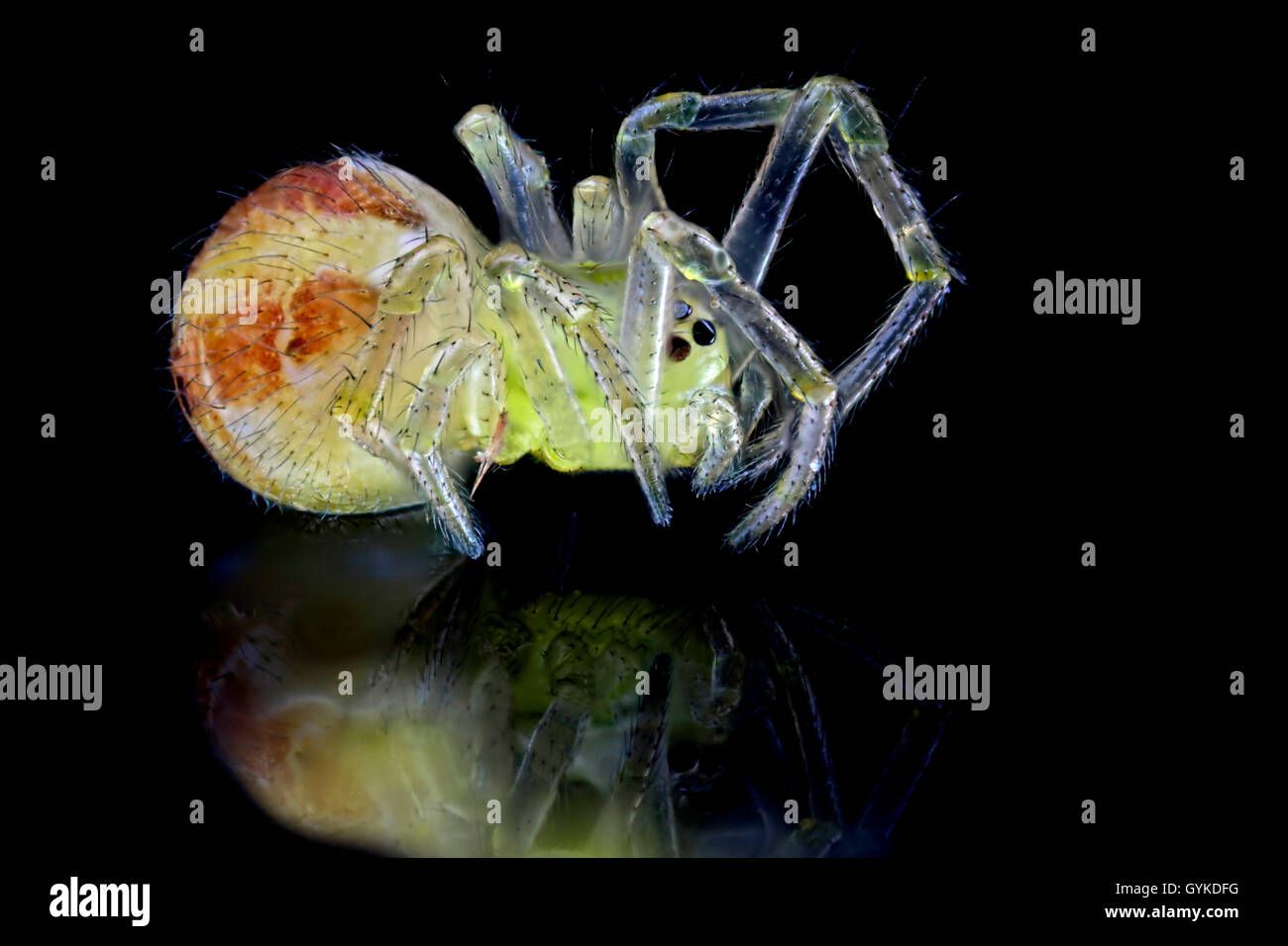 Spinnen (Arachnida), Nahaufnahme Einer Winzigen Klingebiel Spinne Auf Schwarzem Spiegelndem Untergrund | Spinnen (Arachnida), kleine Stockfoto