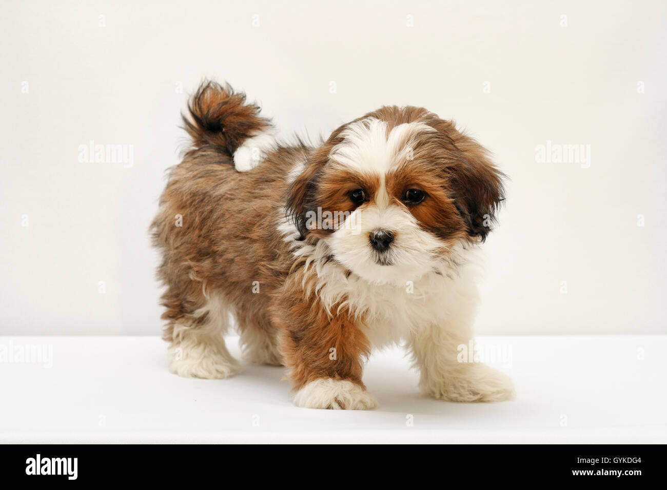 Lhasa Apso (Canis lupus f. familiaris), acht Wochen alten cute puppy in einem Studio, weißer Hintergrund Stockfoto