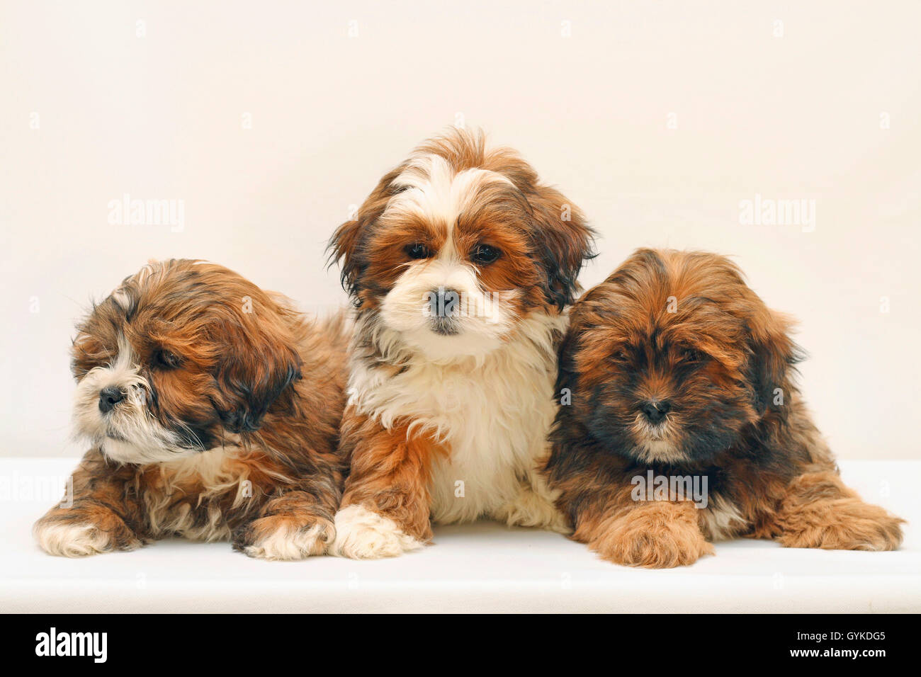 Lhasa Apso (Canis lupus f. familiaris), drei von acht Wochen alte niedliche Welpen in einem Studio, weißer Hintergrund Stockfoto