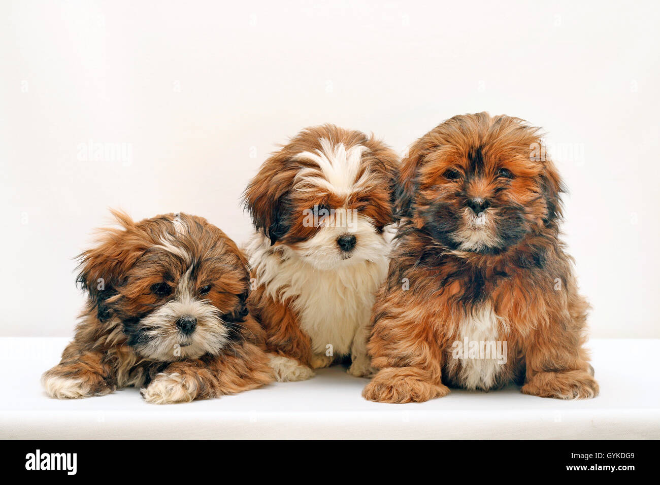 Lhasa Apso (Canis lupus f. familiaris), drei von acht Wochen alte niedliche Welpen in einem Studio, weißer Hintergrund Stockfoto
