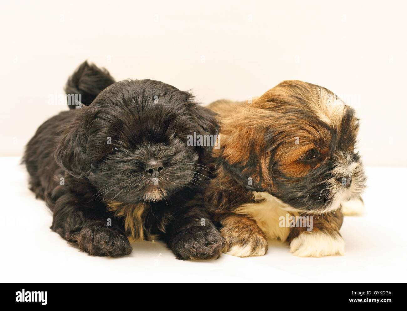 Lhasa Apso (Canis lupus f. familiaris), zwei 8 Wochen alte niedliche Welpen in einem Studio, weißer Hintergrund Stockfoto