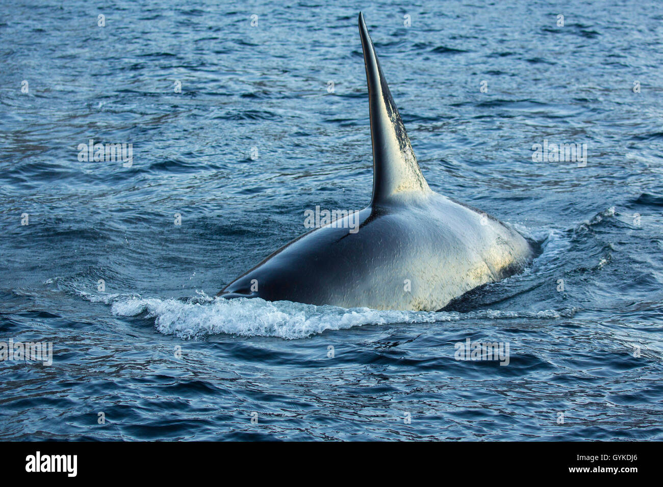 Orca, großer Schwertwal, grampus (Orcinus orca), große männliche eintauchen, Norwegen, Troms, Bergsfjorden auf Senja Stockfoto