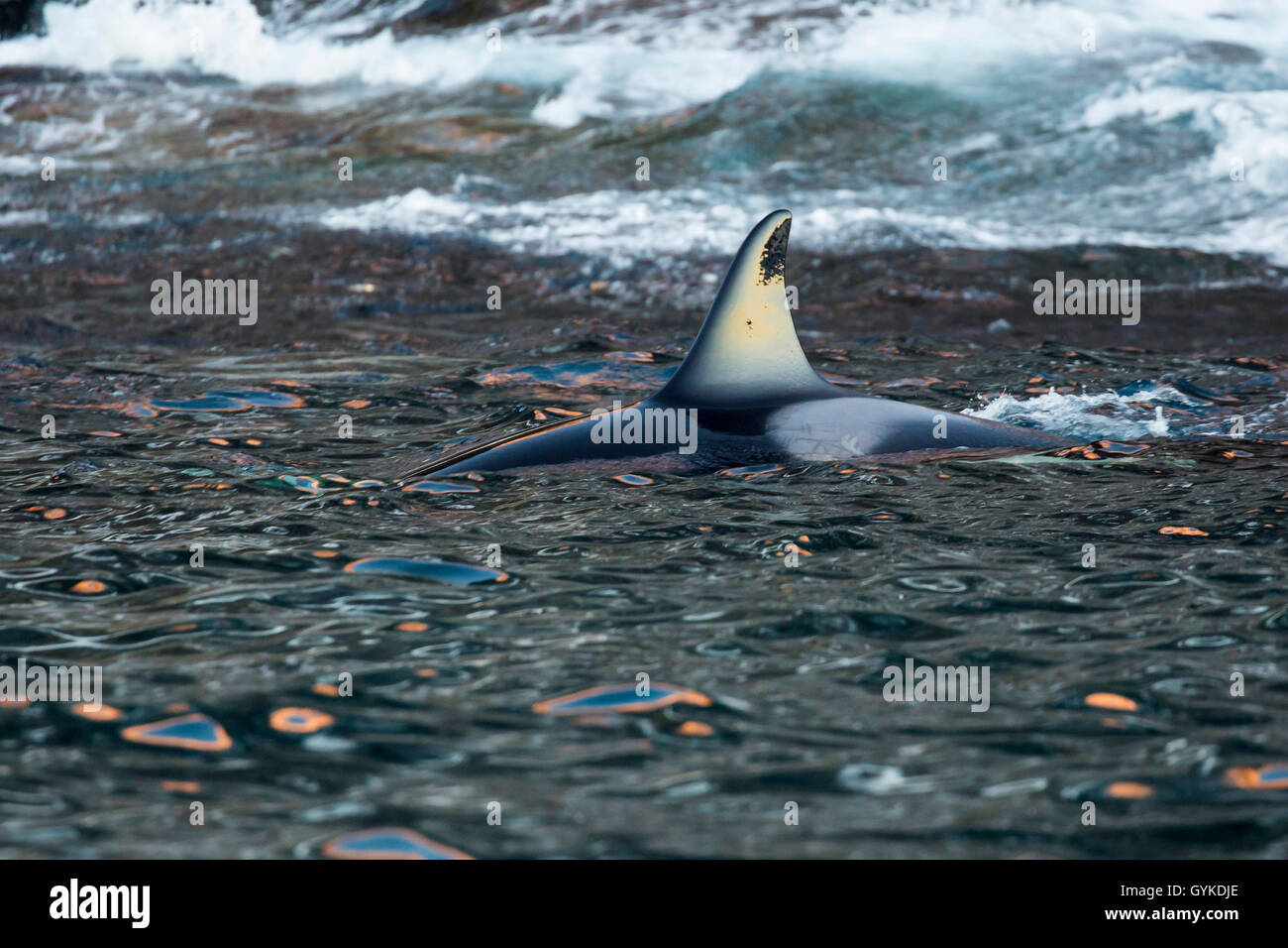 Orca, großer Schwertwal, grampus (Orcinus orca), Weibliche fangen Heringe im flachen Wasser, Seitenansicht, Norwegen, Troms, Senja Stockfoto