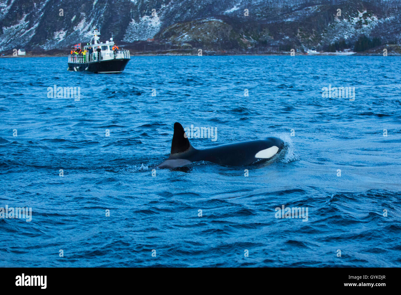 Orca, großer Schwertwal, grampus (Orcinus orca), Schwimmen vor einem Wal Safari Boot, Norwegen, Troms, Bergsfjorden auf Senja Stockfoto