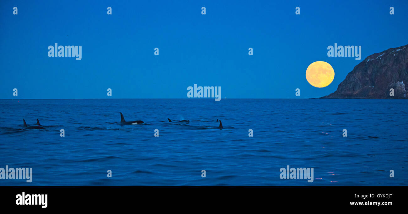 Orca, großer Schwertwal, grampus (Orcinus orca), Gruppe vor der aufgehenden Vollmond in der Morgendämmerung, Norwegen, Troms, Bergsfjorden auf Senja Stockfoto