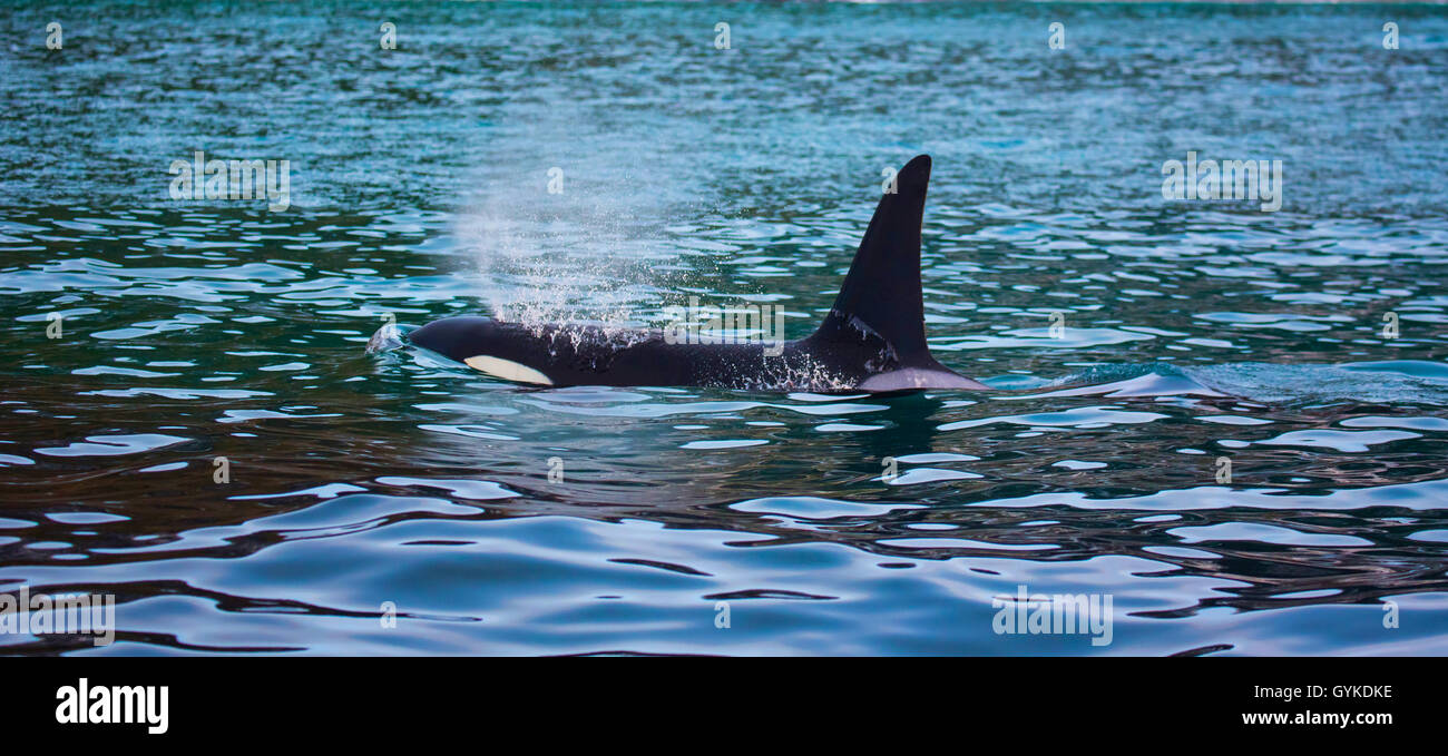 Orca, großer Schwertwal, grampus (Orcinus orca), beim Ausatmen männlichen Schwimmen in der Nähe der Ufer, Seitenansicht, Norwegen, Troms, Senja Stockfoto