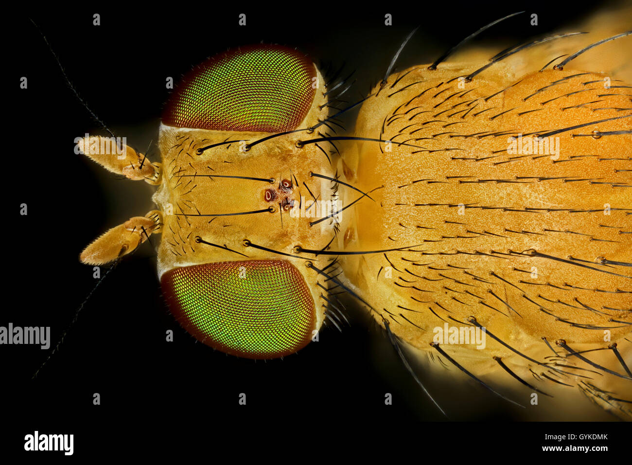 Fliegen (Brachycera (Diptera)), Makroaufnahme Einer Fliege Mit Gruenen Augen | echte fliegen (Brachycera (Diptera)), fliegen mit Grün Stockfoto