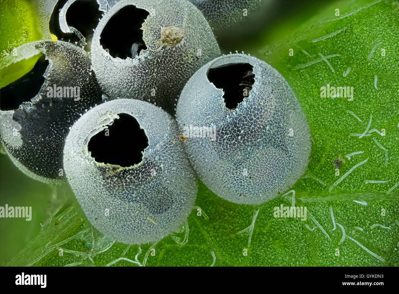 Wanzen (Heteroptera, Hemiptera), Makroaufnahme von Wanzeneiern | Wanzen, True Wanzen (Heteroptera, Hemiptera), Eiern von einem tr Stockfoto