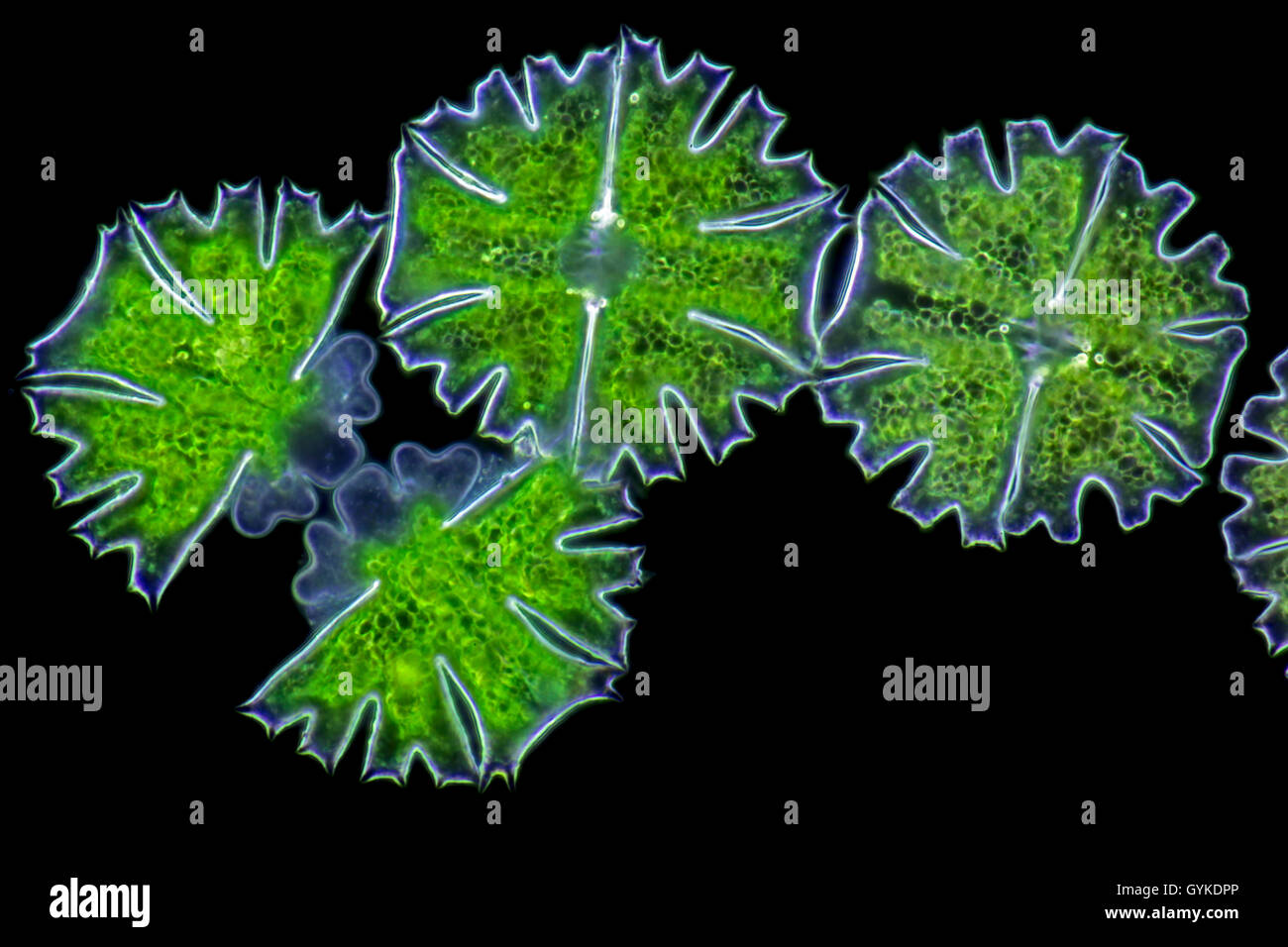 Radalge, Rad-Alge (Micrasterias spec.), Zieralge Im Dunkelfeld, Zellteilung | Micrasterias (Micrasterias spec.), im Dunkelfeld Stockfoto
