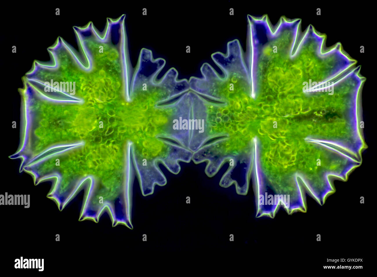 Radalge, Rad-Alge (Micrasterias spec.), Zieralge Im Dunkelfeld, Zellteilung | Micrasterias (Micrasterias spec.), im Dunkelfeld Stockfoto