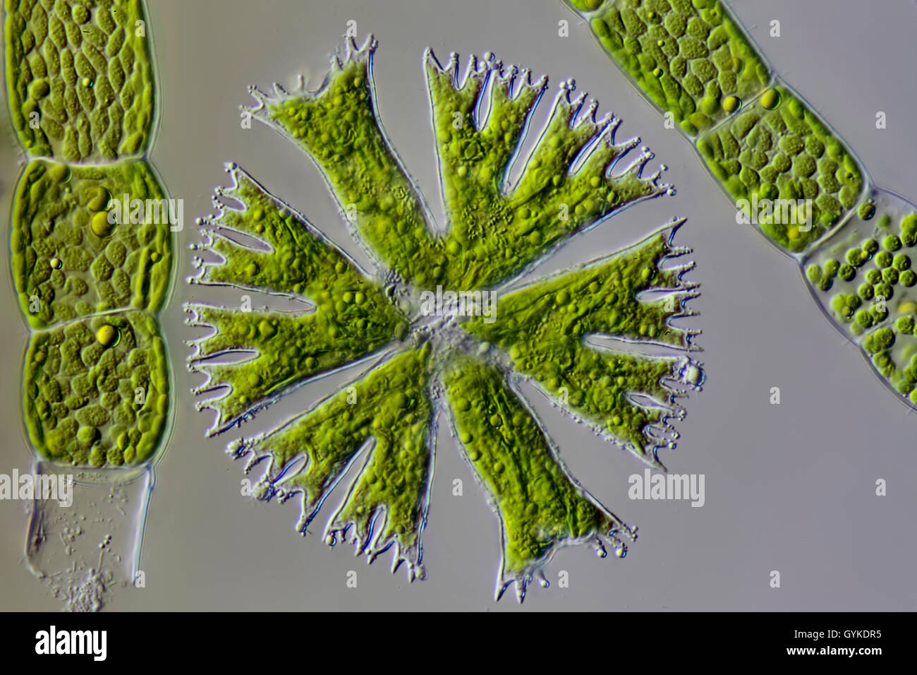 Radalge, Rad-Alge (Micrasterias spec.), Im Differentialinterferenzkontrast | Micrasterias (Micrasterias spec.), im differential Stockfoto