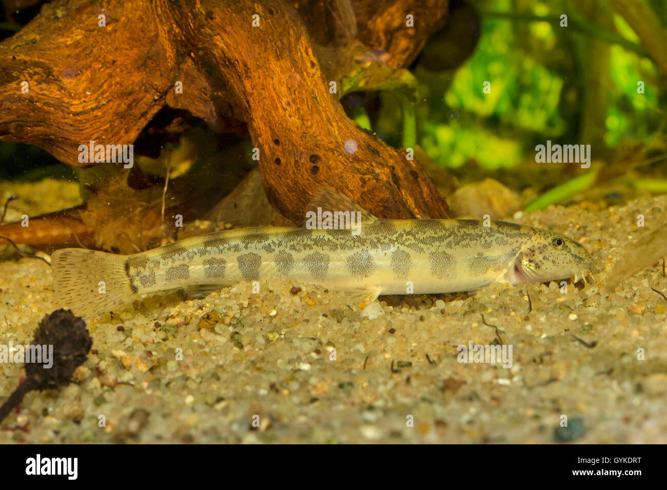 Golden Steinbeißer (Cobitis aurata), auf der Unterseite Stockfoto