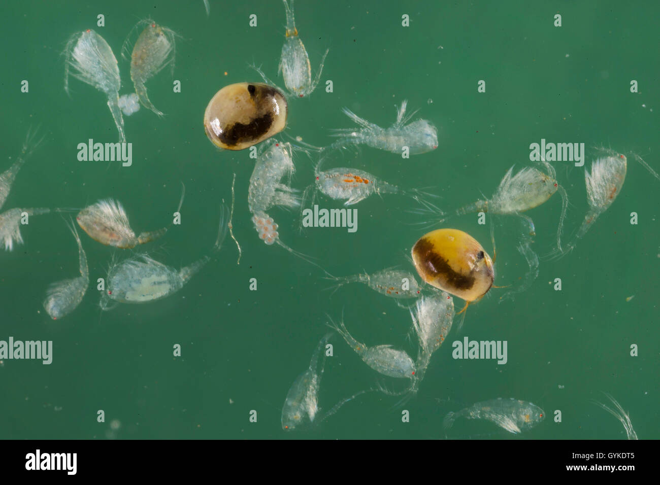 Ostracoden (Shell - überdachte Krebstiere), Saatgut Garnelen (Ostracoda), Schwimmen zwischen Zyklopen Stockfoto