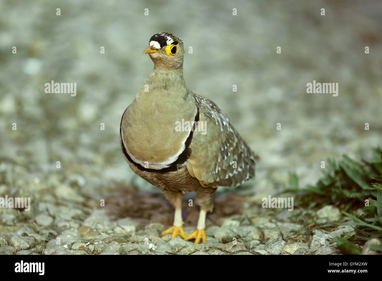 Doppel-banded Sandgrouse Stockfoto