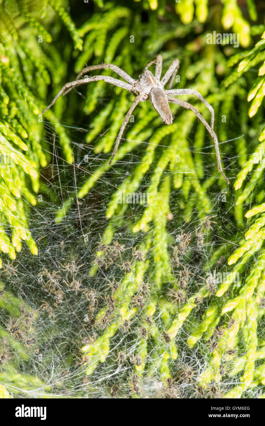 Kindergarten Webb Spinne [Pisaura Mirabilis] mit Nest Web voll von Babys. VEREINIGTES KÖNIGREICH. Juli Stockfoto