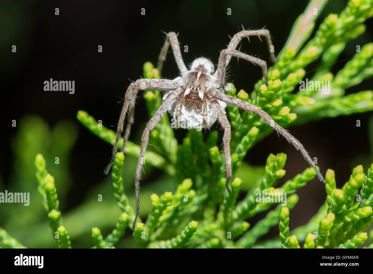 Kindergarten Webb Spinne [Pisaura Mirabilis] mit Ei Sac. VEREINIGTES KÖNIGREICH. Juli. Stockfoto