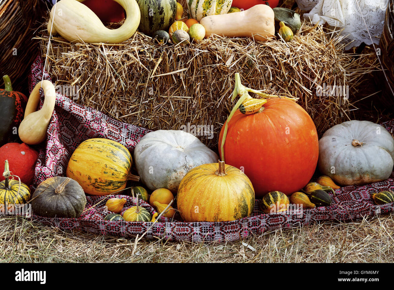 Multi farbige frische Kürbis Ernte. Stockfoto