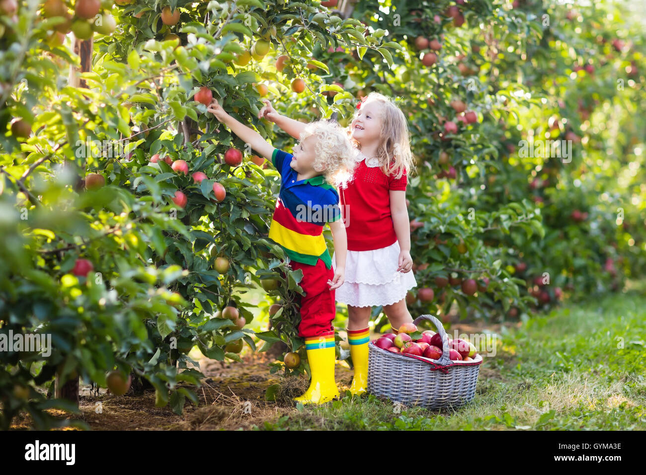 Kinder pflücken Äpfel auf einem Bauernhof im Herbst. Kleine Mädchen, jungen  und Babys spielen im Apfelgarten Baum. Kinder wählen Sie Obst im Korb  Stockfotografie - Alamy