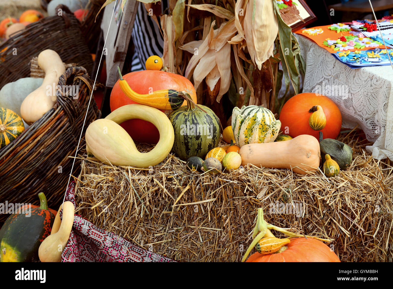 Multi farbige frische Kürbis Ernte. Stockfoto