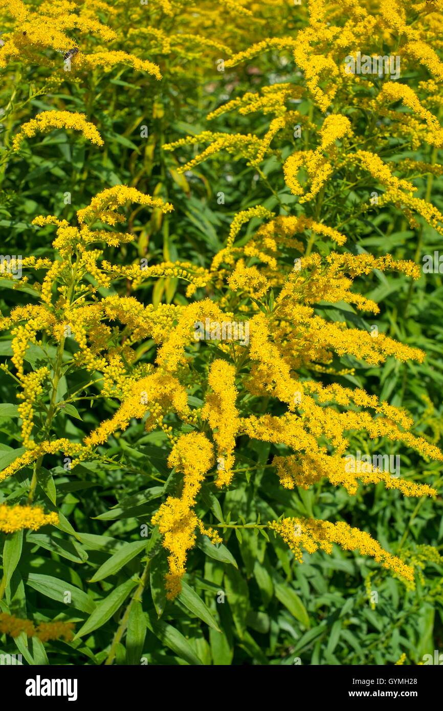 Solidago - Goldrute. Stockfoto