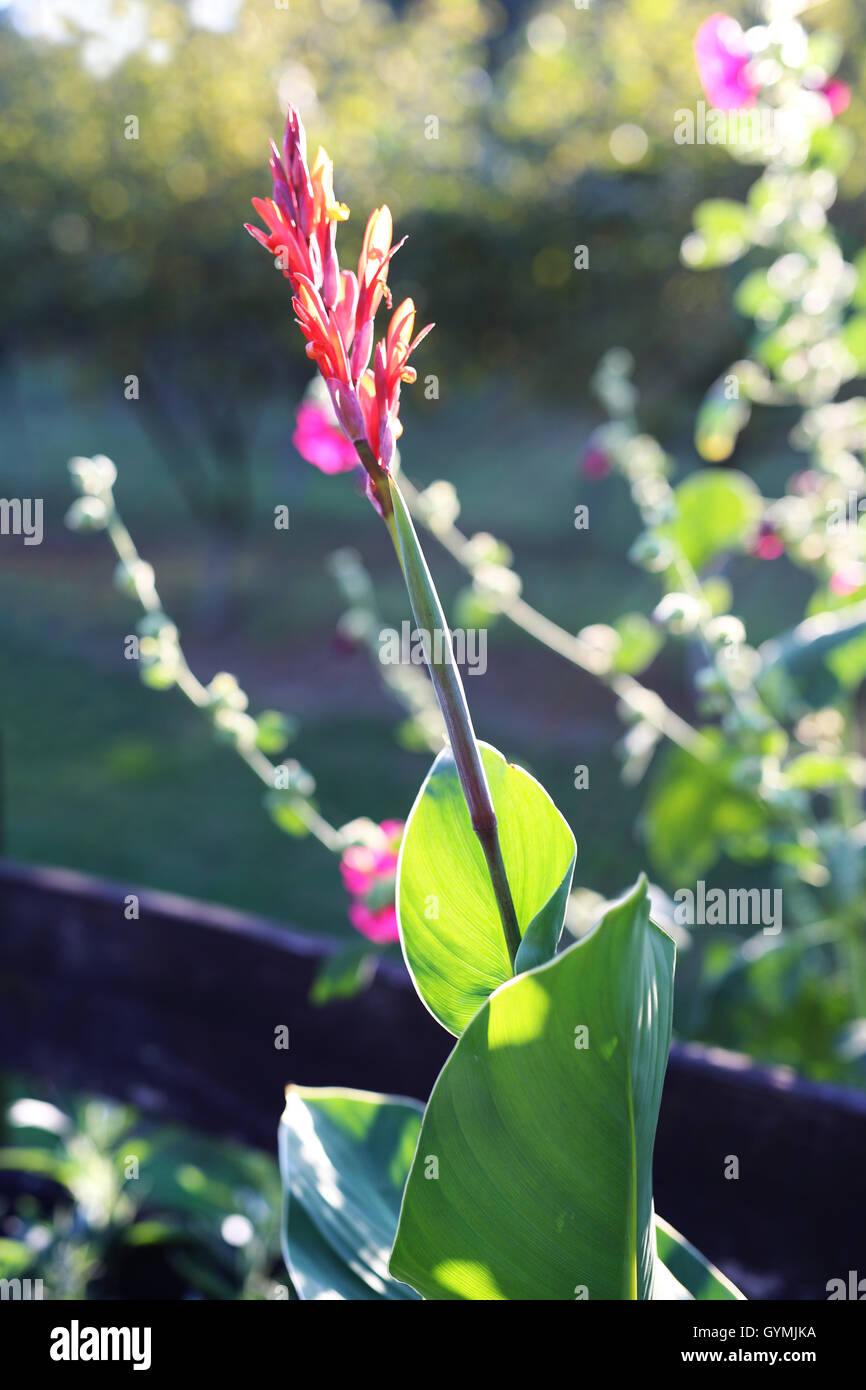 Blühende Pflanze auf der Rabatt-Blume Stockfoto
