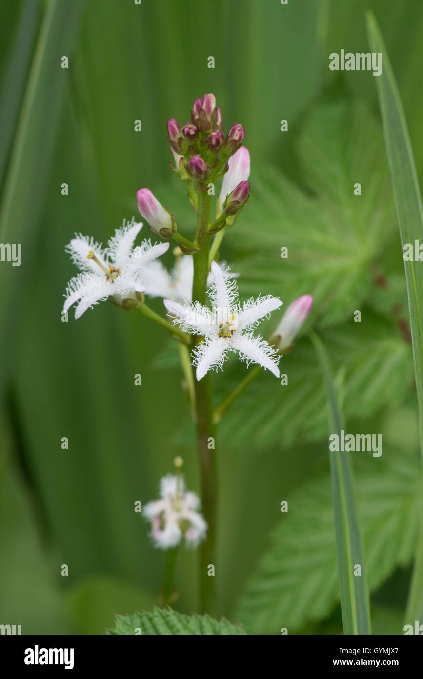Fieberklee: Menyanthes Trifoliata. Surrey, England Stockfoto