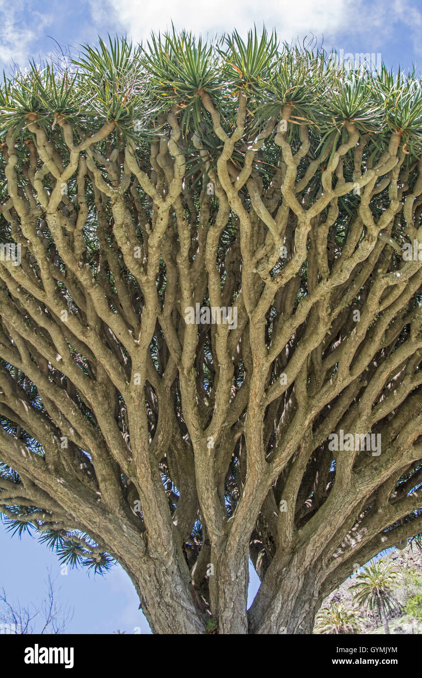 Drachenbaum: Dracaena Draco. La Gomera, Kanarische Inseln Stockfotografie -  Alamy