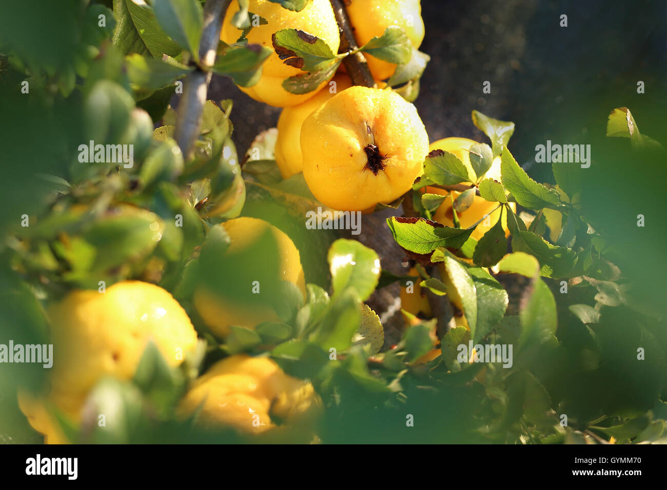 Chaenomeles, im Garten wachsen. Fruchtung Quitte Strauch. Stockfoto