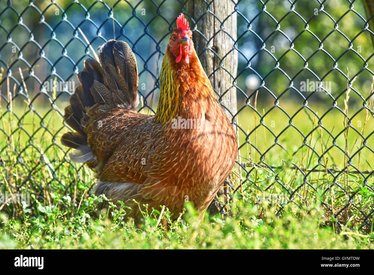 Huhn auf traditionelle Freilandhaltung Geflügelfarm. Stockfoto