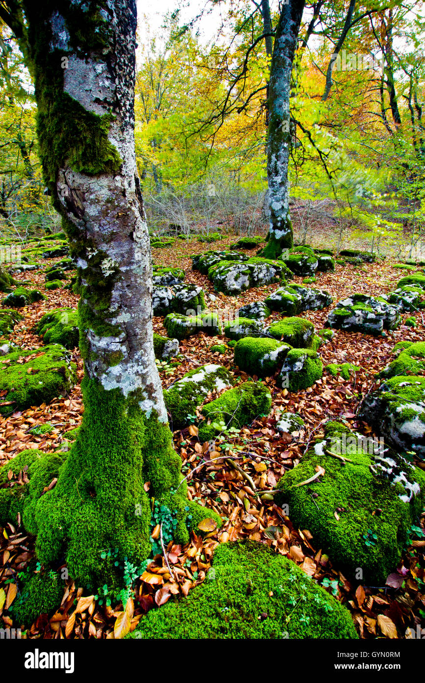 Buchenholz. Monte-Santiago-Naturdenkmal. Landkreis Las Merindades. Burgos, Kastilien und Leon. Spanien Stockfoto