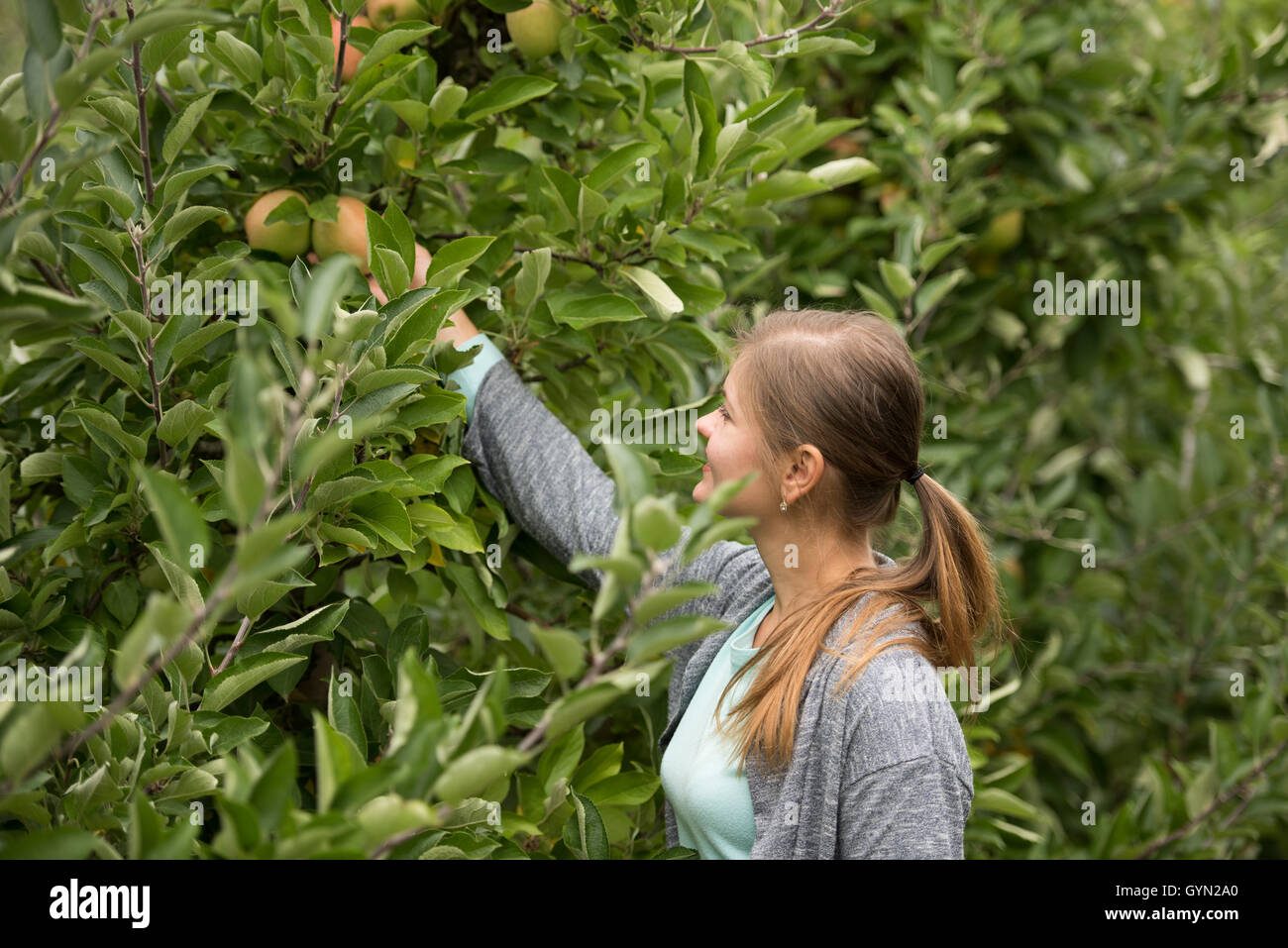 junges Mädchen Abholung grüne Äpfel Stockfoto