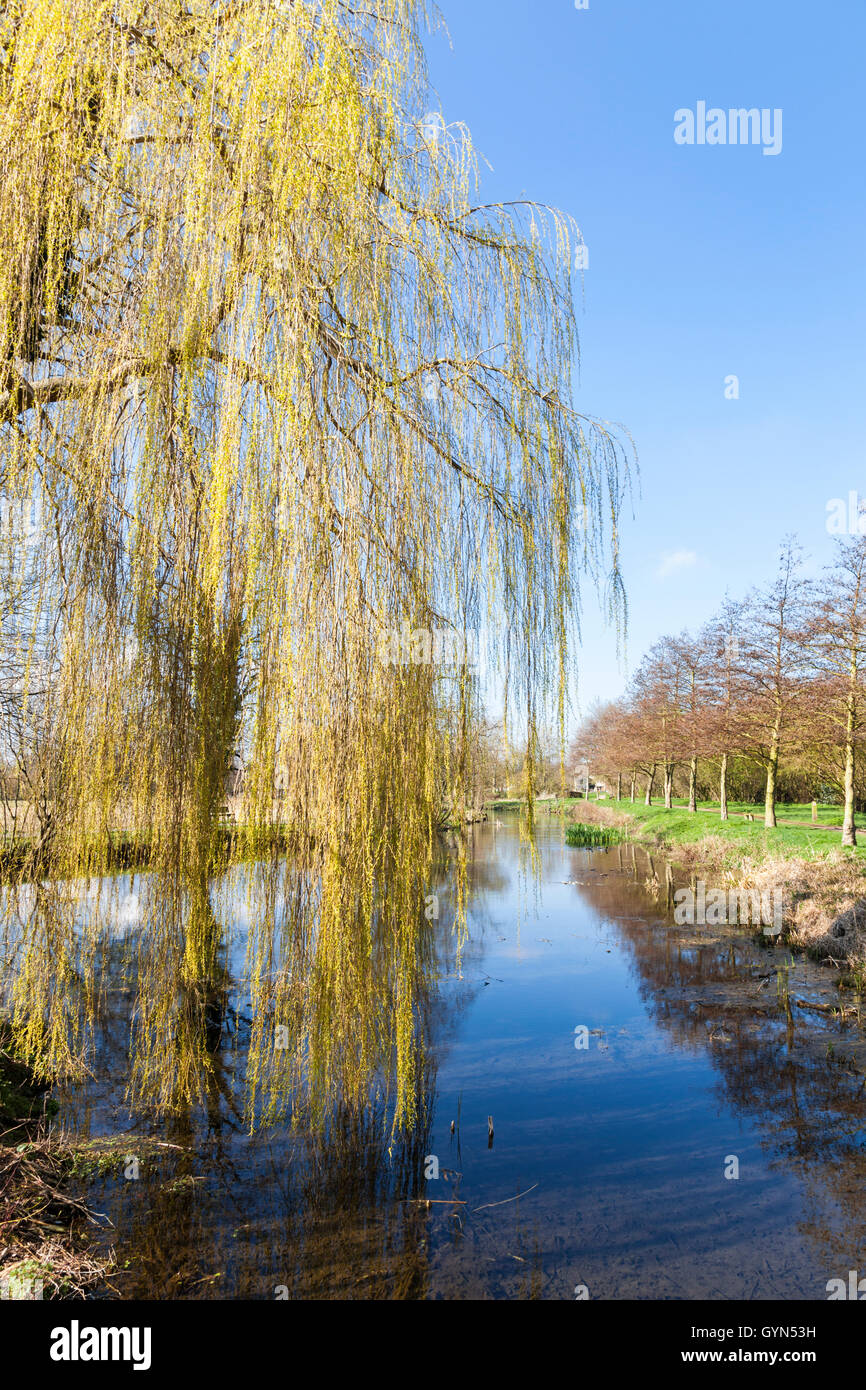 Ein Weidenbaum überhängenden Fluß Slea bei Sleaford, Lincolnshire, England, UK Stockfoto