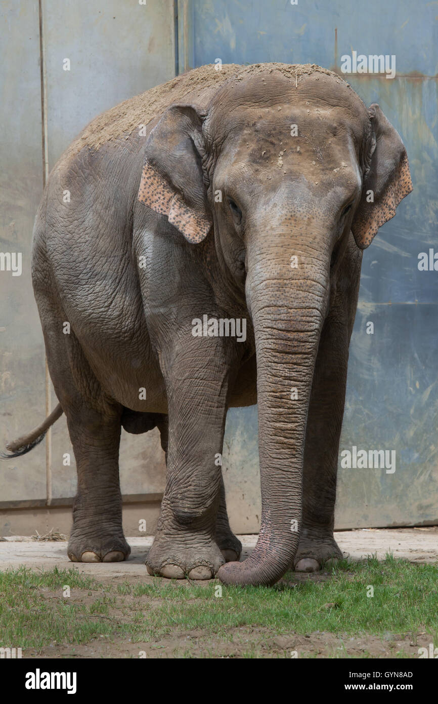 Indischer Elefant (Elephas Maximus Indicus) im Zoo von Augsburg in Bayern, Deutschland. Stockfoto