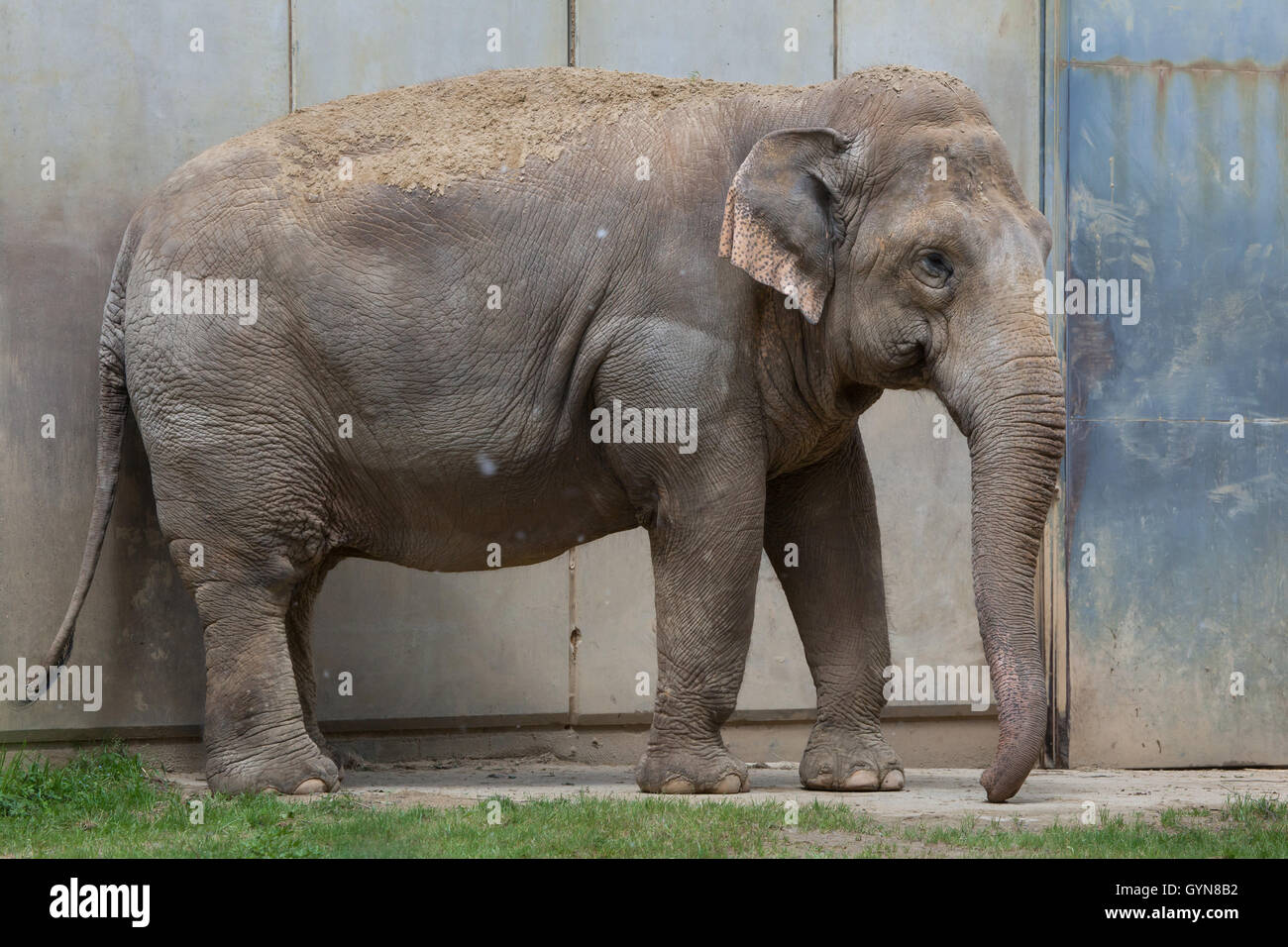 Indischer Elefant (Elephas Maximus Indicus) im Zoo von Augsburg in Bayern, Deutschland. Stockfoto