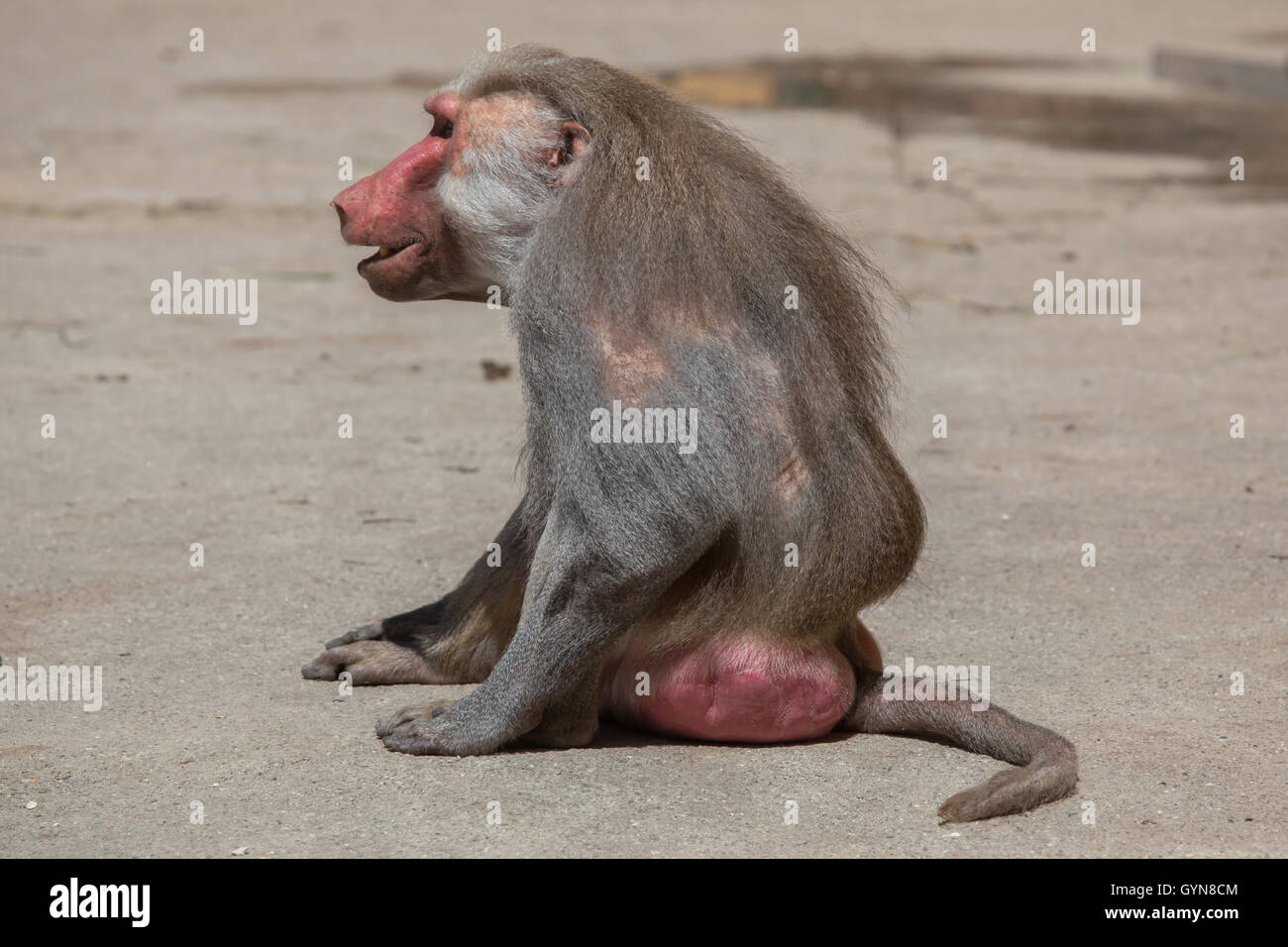Hamadryas Pavian (Papio Hamadryas). Alte männliche Affen. Tierwelt ..., حجم الصورة 1300x956