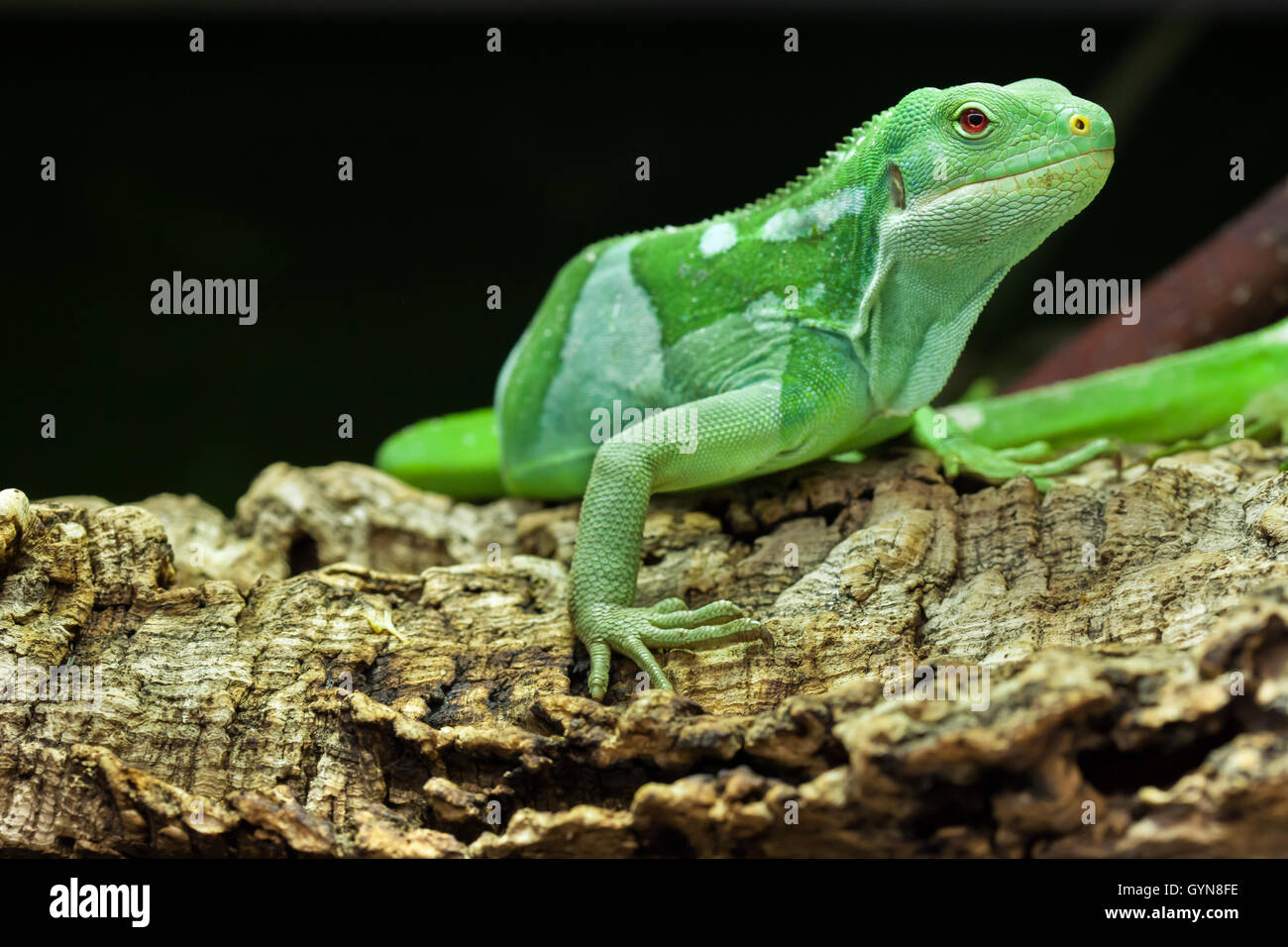 Fidschi gebänderten Leguan (Brachylophus Fasciatus). Tierwelt Tier. Stockfoto