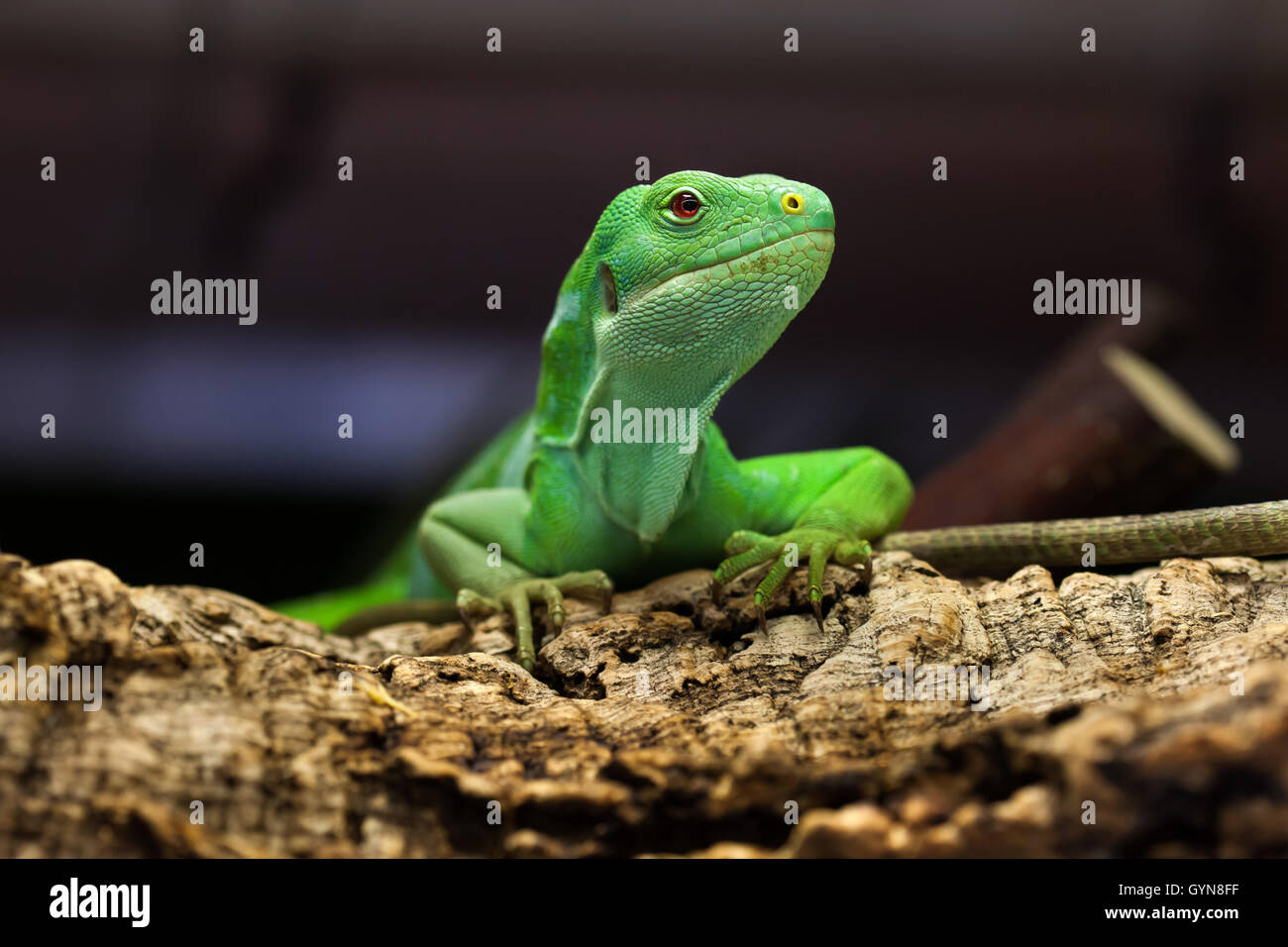 Fidschi gebänderten Leguan (Brachylophus Fasciatus). Tierwelt Tier. Stockfoto